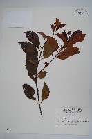 乳藤藏品圖，第1張