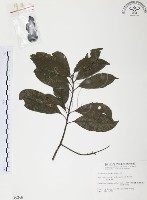 紅葉樹藏品圖，第1張