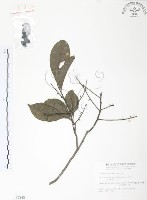 紅葉樹藏品圖，第1張