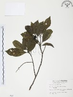 紅葉樹藏品圖，第1張