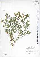 臺灣黃菫藏品圖，第1張