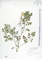 臺灣黃菫藏品圖，第1張