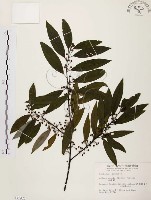 山胡椒藏品圖，第1張