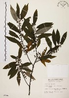 山胡椒藏品圖，第1張