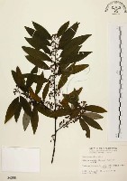 山胡椒藏品圖，第1張