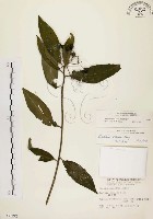 黑星紫金牛藏品圖，第1張