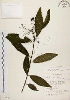 黑星紫金牛藏品圖，第1張