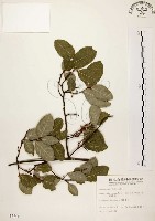 盤龍木、牛筋藤藏品圖，第1張