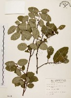 盤龍木、牛筋藤藏品圖，第1張