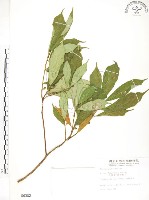 天仙果、臺灣榕藏品圖，第1張