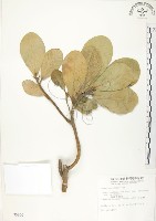 鵝鑾鼻蔓榕藏品圖，第1張