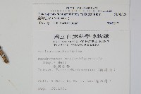 臺灣樹參藏品圖，第2張