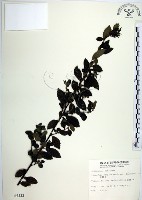 水雞油藏品圖，第1張