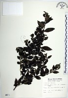 水雞油藏品圖，第1張