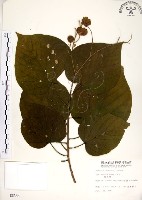 克蘭樹藏品圖，第1張