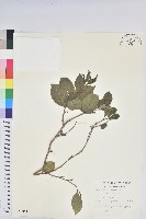 南仁五月茶藏品圖，第1張