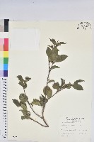 南仁五月茶藏品圖，第1張