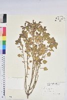 鐵莧菜藏品圖，第1張