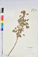 鐵莧菜藏品圖，第1張