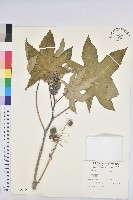 蓖麻藏品圖，第1張