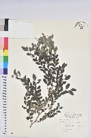 臺灣山漆莖藏品圖，第1張