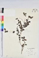 紅仔珠藏品圖，第1張