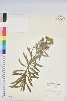 臺灣大戟藏品圖，第1張