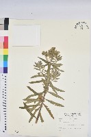 臺灣大戟藏品圖，第1張