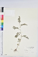 葉下珠、珠仔草藏品圖，第1張