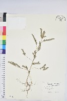 葉下珠、珠仔草藏品圖，第1張