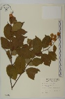 雷公藤藏品圖，第1張