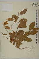 南華南蛇藤，青江藤藏品圖，第1張