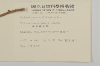 南華南蛇藤，青江藤藏品圖，第2張