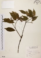 油葉石櫟藏品圖，第1張