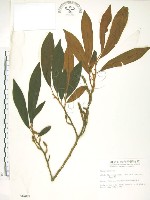 烏心石藏品圖，第1張