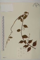 雷公藤藏品圖，第1張