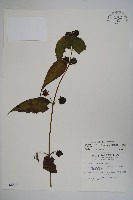 台灣土黨參藏品圖，第1張