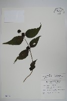 台灣土黨參藏品圖，第1張