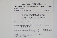 台灣土黨參藏品圖，第2張
