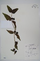 台灣土黨參藏品圖，第1張