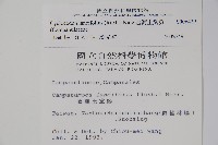 台灣土黨參藏品圖，第2張