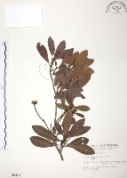 楊梅藏品圖，第1張