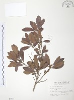 楊梅藏品圖，第1張