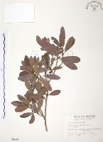 楊梅藏品圖，第1張