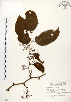 糙莖菝契藏品圖，第1張