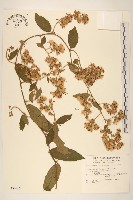 過山龍藏品圖，第1張