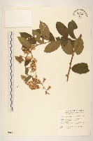 過山龍藏品圖，第1張