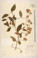 過山龍藏品圖，第1張