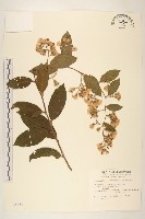 過山龍藏品圖，第1張