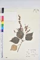 白匏子藏品圖，第1張